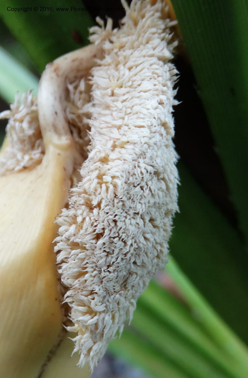 Pandanus borneensis, Callmander, M 1185--Sabah. G. Silam. 1 Oct 2014. DSC00937 (155).JPG
