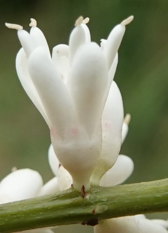 Stachyothyrsus staudtii, C. Davidson 14054--Gabon. Maboumine. 23 Oct 2019. DSC01631 (124).JPG