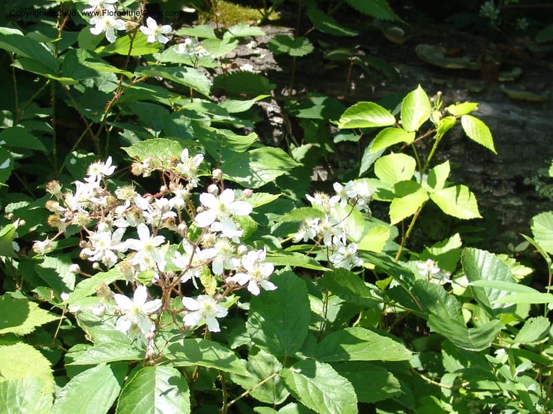 Rubus caucasicus--Georgia. Lagodekhi  Forest Reserve. 11 Jun 05. 155.jpg