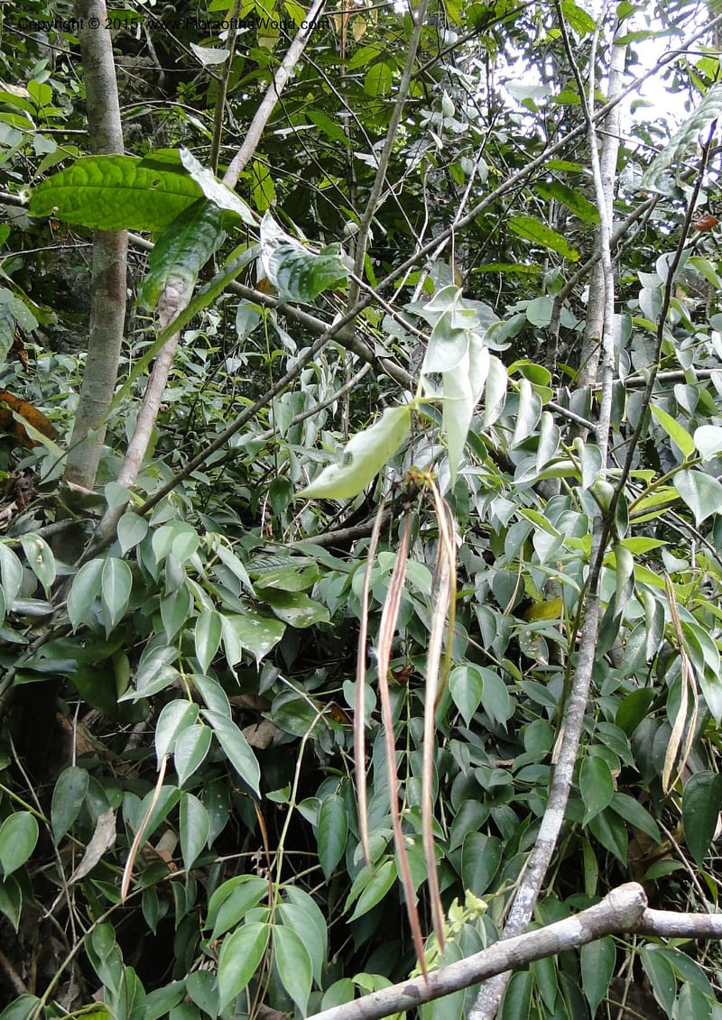Aeschynanthus, Regalado 1870--Viet Nam. Thac Kazan waterfall. 10 May 2011. 266 (10).jpg