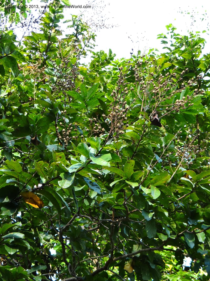 Lagerstroemia--Thailand. Trang. Khao Pra Bang Kram Wildl. Sanct. 16 Nov 2012. DSC00077 (154).JPG