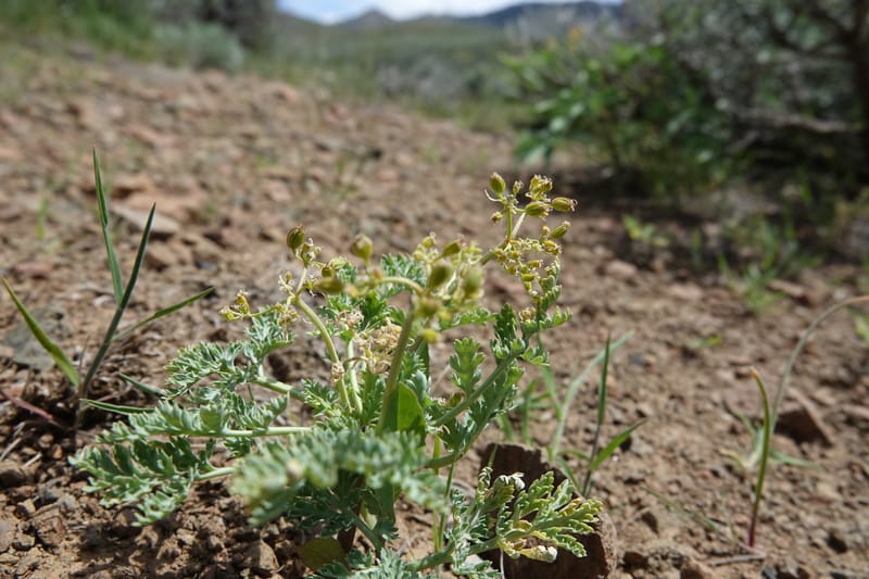 Cymopterus glaucus, C. Davidson 13559--ID. Blaine Co. Rock Creek Preserve. TNC. 14 May 2017. DSC00477 (41).JPG