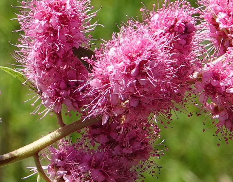 Spiraea douglasii var. menziesii, C. Davidson 13807--ID. Benewah Co. St. Joe R. Rd. Turtle Lake. 8 Jul 2018. DSC05829 (79).JPG