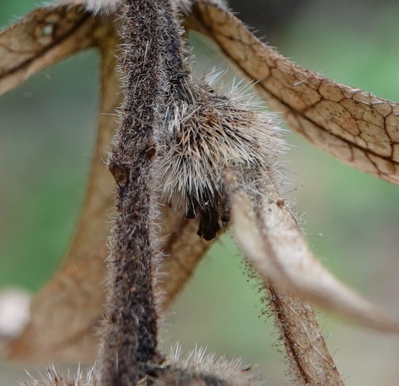 Engelhardia serrata, D. Boufford 44146--China. Yunnan. Along G213. 4 May 2018. DSC02084 (115).JPG