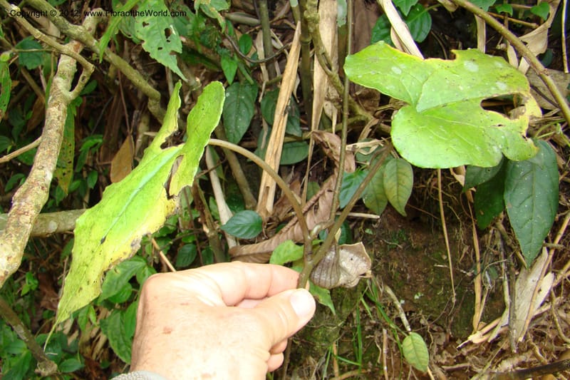 Asarum, Regalado 1670--Viet Nam.Hoang Lien Son. 7 Apr 09. 072 (42).jpg