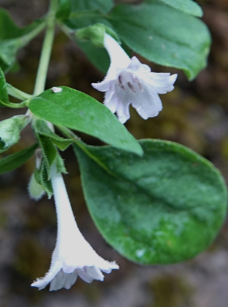 Leptodermis pilosa var. pilosa, C. Davidson 13764--China. Sichuan. Yibailingba-gou. 12 Aug 2017. DSC04660 (275).JPG
