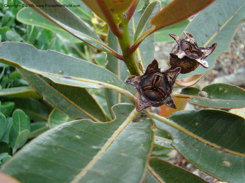 Xanthostemon, JMunzinger4732--New Caledonia. Poum Mine. 13 Nov 07. 032.jpg