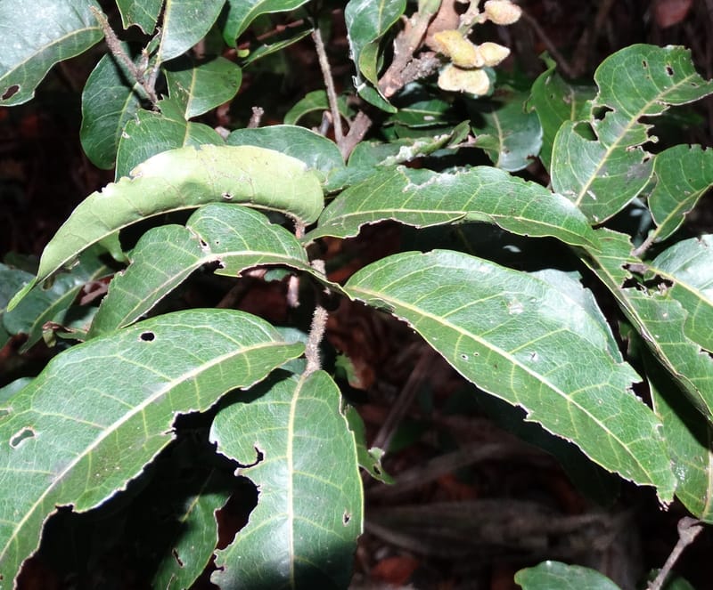 Alectryon hirsutus, Munzinger, J 7420--New Caledonia. Foret du Koghi. 13 Fri 2015. DSC02196 (189).JPG