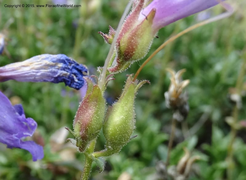 Penstemon fruticosus var. serratus, Davidson, C 12590--ID. Idaho Co. Seven Devils Camp Ground. 15 Jul 2014. DSC00113 (100).JPG