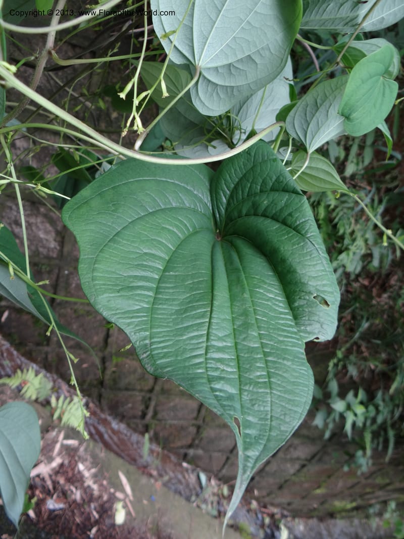 Dioscorea collettii var. hypoglauca, Davidson, C 11970--China. Zhejiang Prov. Tian Mu Shan. 1 Jun 2012. DSC01264 (25).JPG