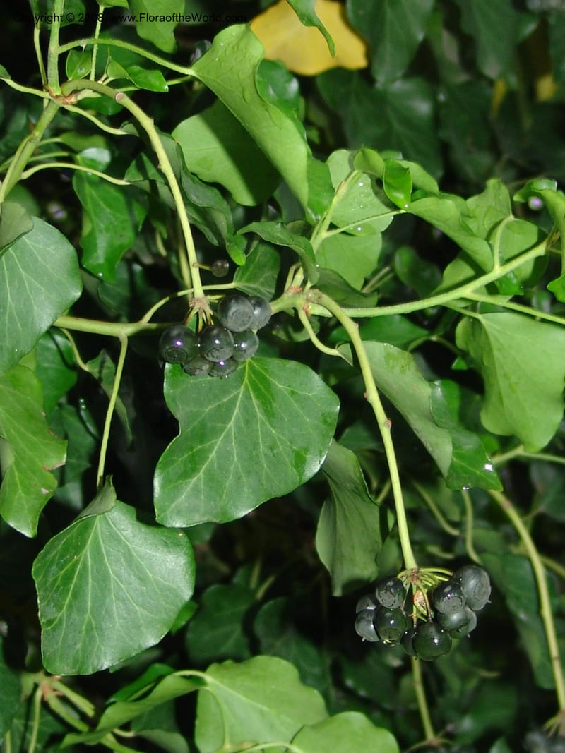 Hedera colchica--Georgia. T'bilisi. Central Botanical Garden. 5 Jun 05. 007.jpg