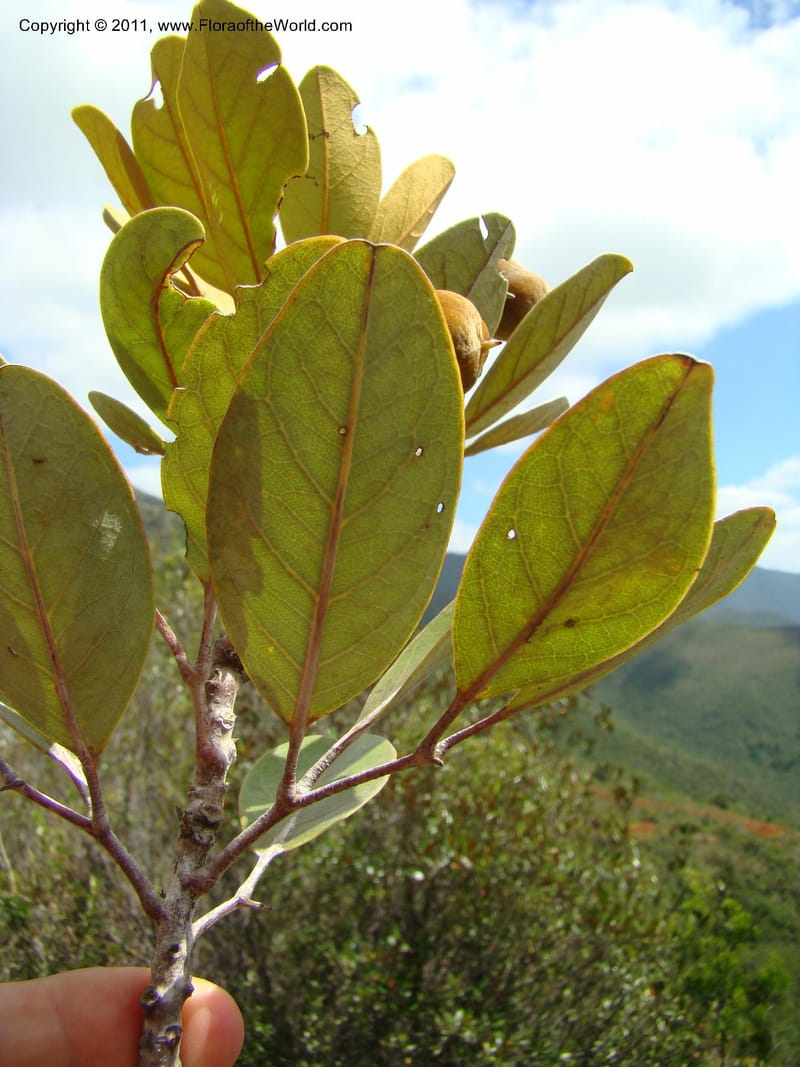 Storthocalyx, P. Lowry 7198--New Caledonia. Mont Dzumac road. 23 Jan 2010.  001 (498).jpg