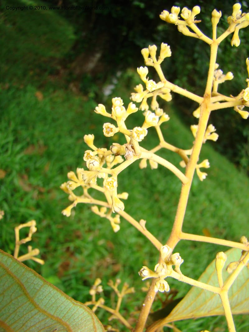 Ocotea, B. Hammel 24673--Costa Rica. Prov. Limon. Selva Bananito Lodge. 12 Apr 08. 037 (16).jpg