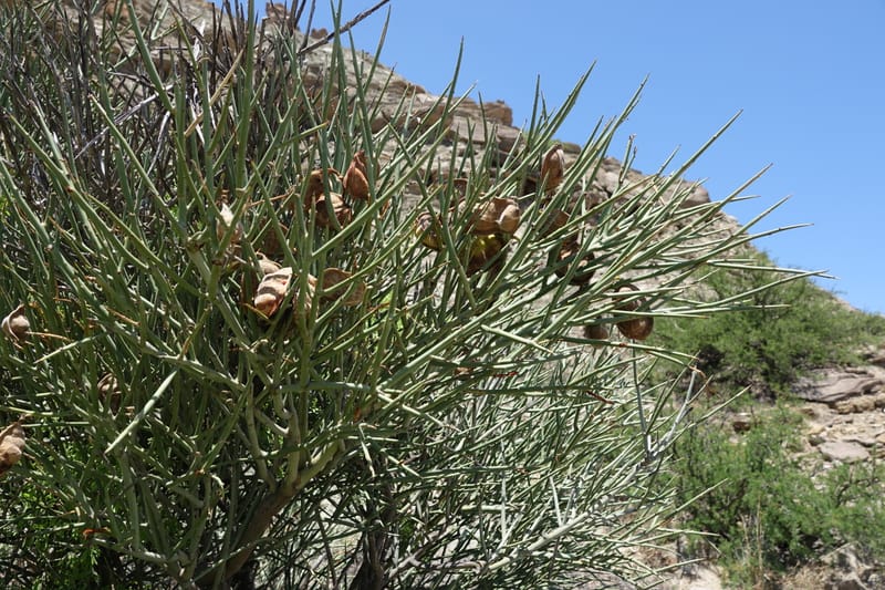 Ramorinoa girolae, Fortunato 13142--Argentina. Hwy 150, P.N. Ischigualasto. 7 Feb 2018. DSC09079 (182).JPG