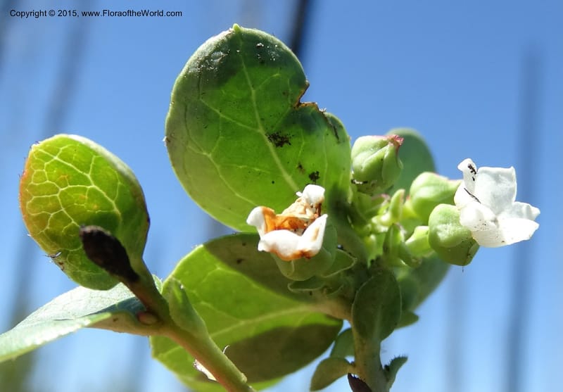 Gaultheria humifusa, Davidson, C 12546--ID. Valley Co. Cloochman Saddle Rd. 1 Jul 2014. DSC09181 (67).JPG