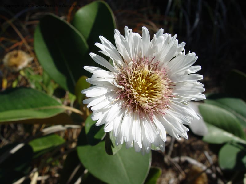 Olearia insignis, 85.0587--CA. UC Berkeley Bot. Gard. 19 Sep 03. 002.jpg