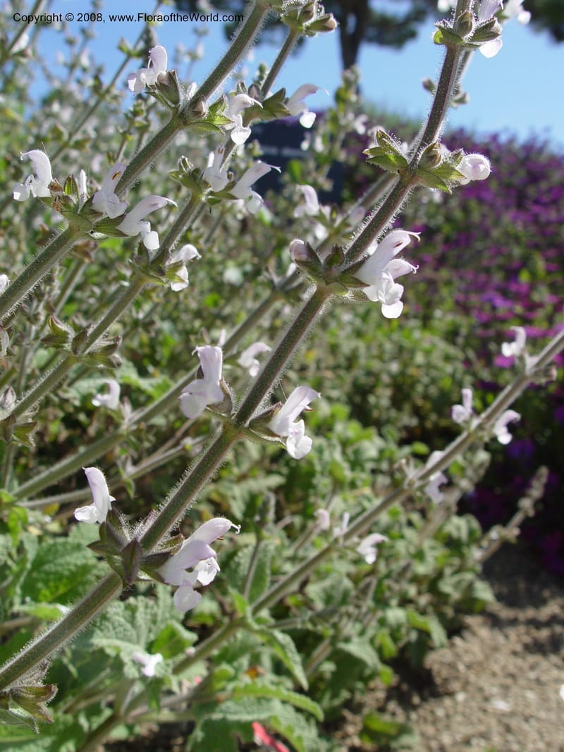 Salvia disermas, 2002.0096--Spain. Barcelona Botanic Garden. 19 Apr 04. 126.jpg