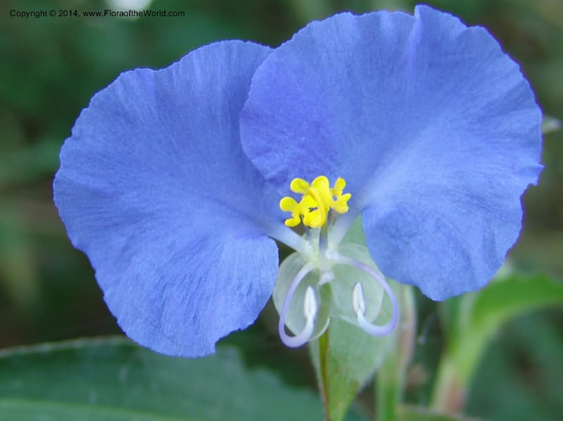 Commelina--TX. Johnson Wildflower Center. 13 Jun 04. 005 (1).jpg