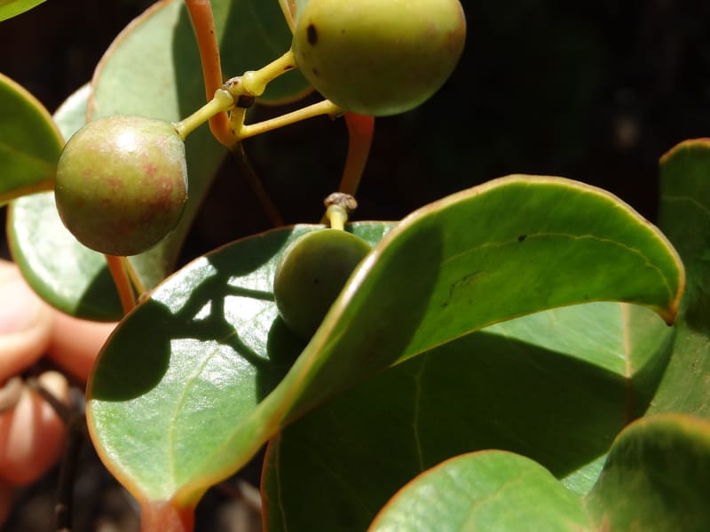 Smilax, Munzinger, J 7482--New Caledonia. PinPin. 20 Nov 2015. DSC03938 (220).JPG