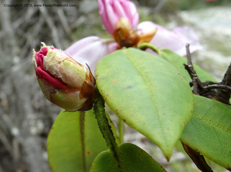 Rhododendron, Boufford, D 43643--China. Sichuan. XiaYingShan to XiangZhai. 10 May 2014. DSC05109 (182).JPG