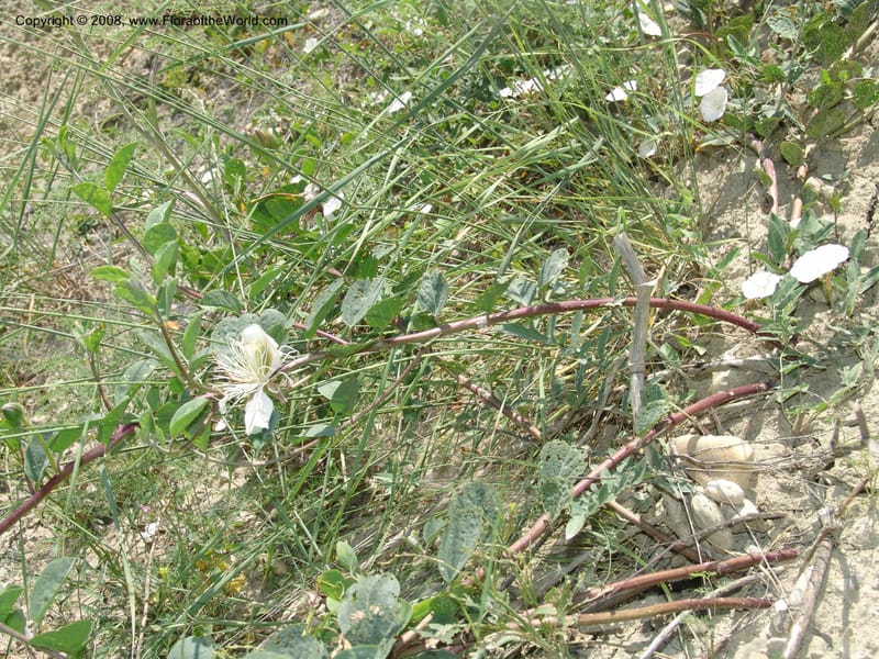 Capparis herbacea--Georgia. Shio Mgvime Monastery road. 12 Jun 05. 158.jpg