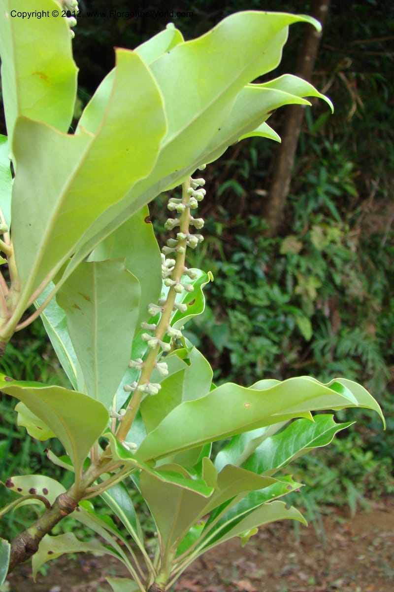 Diplopanax vietnamensis, Regalado 1726--Viet Nam. Thua Thien Hue Prov. Phu Loc Distr. Bach Ma. 13 Apr 09. 011.jpg