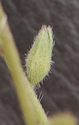 Myosotis stricta, C. Davidson 13755--Oregon. Wallowa Co. Zumwalt.Trail Cr. Rd. 4 Jun 2018. DSC04078 (204).JPG