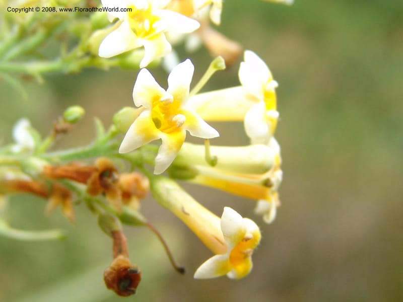 Freylinia lanceolata--So. Africa. Lowveld Nat. Bot. Gard. 14 Mch 05. 468.jpg