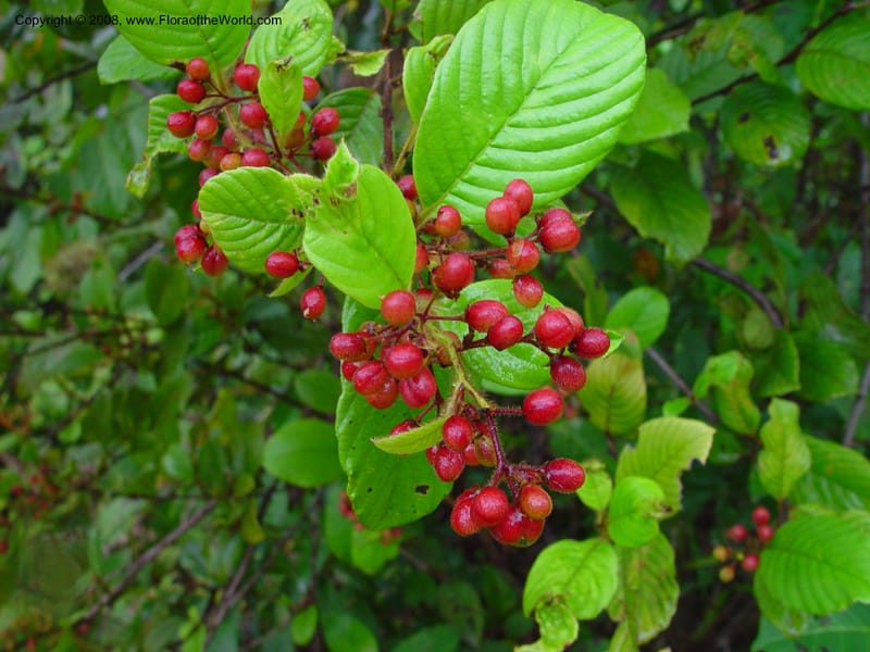 Davilla aspera, JSmith4166--Fr. Guiana. Piste de Saint-Elie. 19 Mch 02. 001.jpg