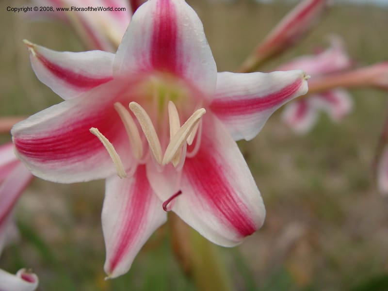 Crinum delagoense--So. Africa. KwaZuluNatal. Lake Sibaya Lodge. 30 Sep 03. 041.jpg