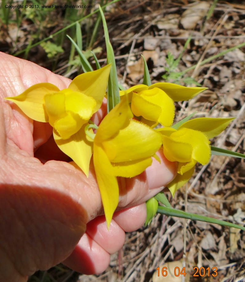Calochortus amabilis, Davidson, C 12123--USA, California, Napa Co. 16 Apr 2013  9999 (4).JPG