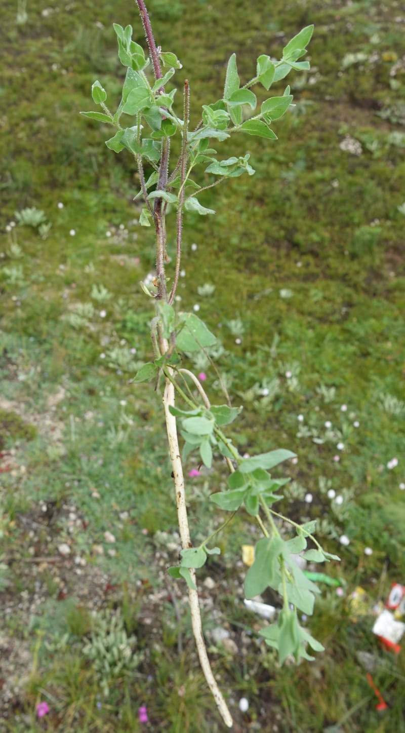 Codonopsis, C. Davidson 13788--China. Sichuan. Daocheng Xian. 14 Aug 2017. DSC05676 (97).JPG