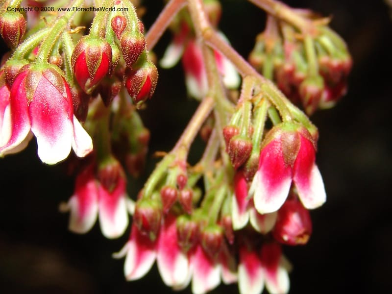 Parathesis--CA. San Francisco Botanical Garden (Strybing Arb.). 30 Mch 06. 177.jpg
