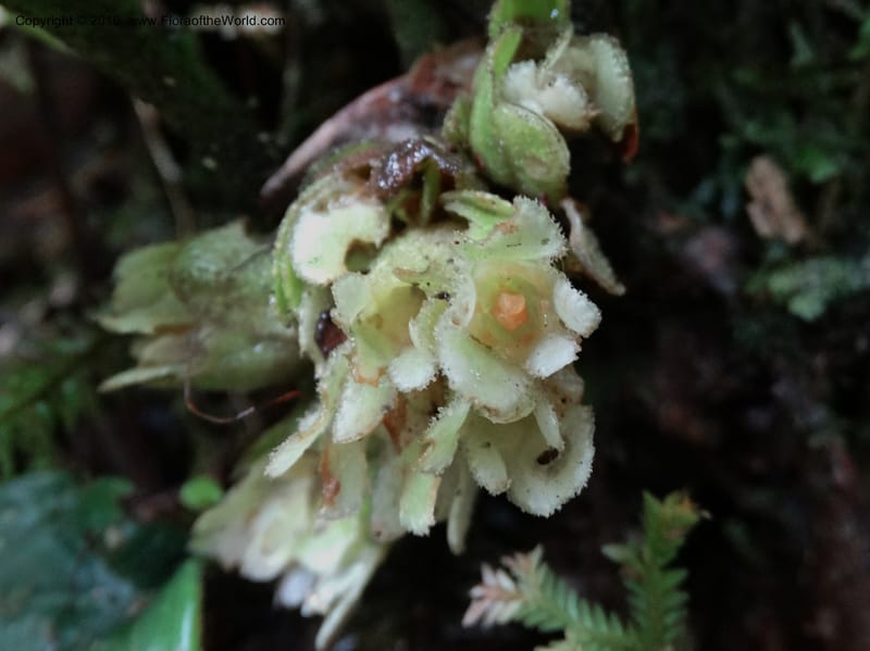 Pentaphragma cyrtandriforme, Davidson, C 12738--Sabah. Mt. Kinabalu. Bundu Tuhan Trail. 11 Oct 2014. DSC04153 (88).JPG