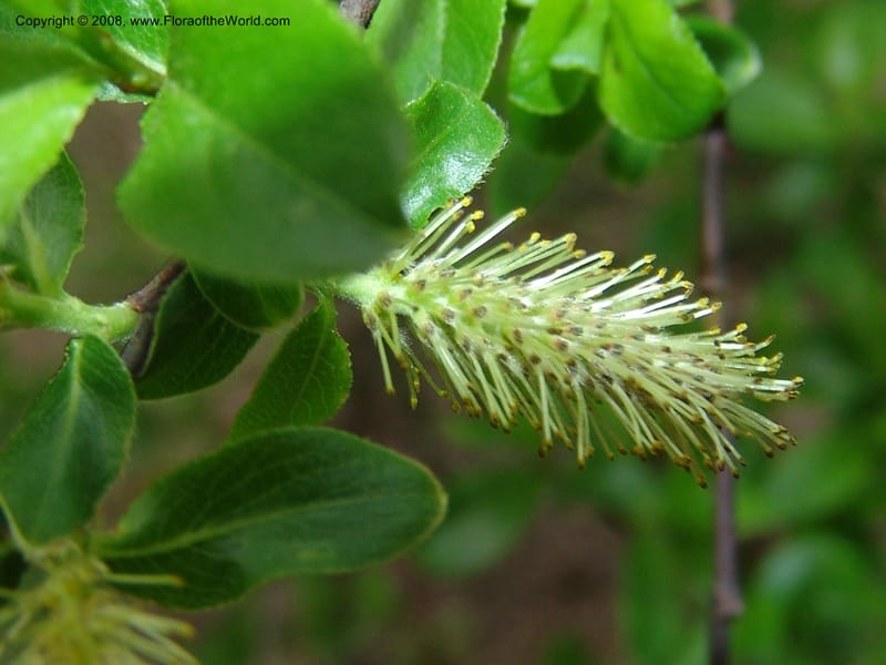 Salix--Georgia. Kazbeki . Trail-road to Sameba Church. 2 Jun 05. 228.jpg