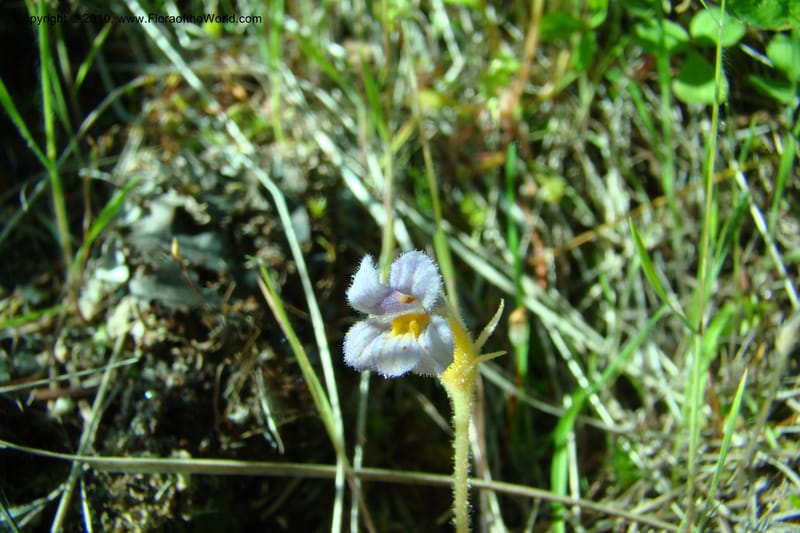 Orobanche uniflora, C. Davidson 11378--Idaho. Idaho Co. Salmon River. Polly Bemis Ranch. 27 May 2009. 039.jpg