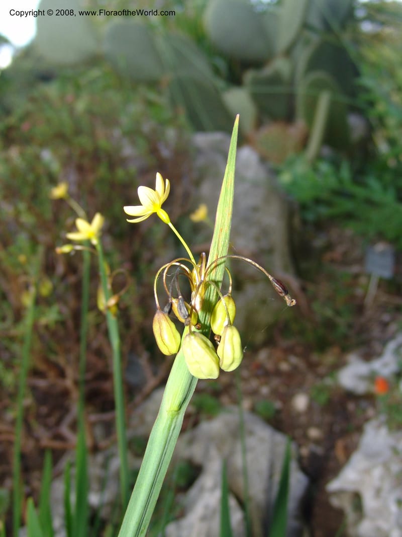 Sisyrinchium tinctorium, 04.P.2161--France. Paris. Jardin des Plantes. 4 Sep 07. 256.jpg