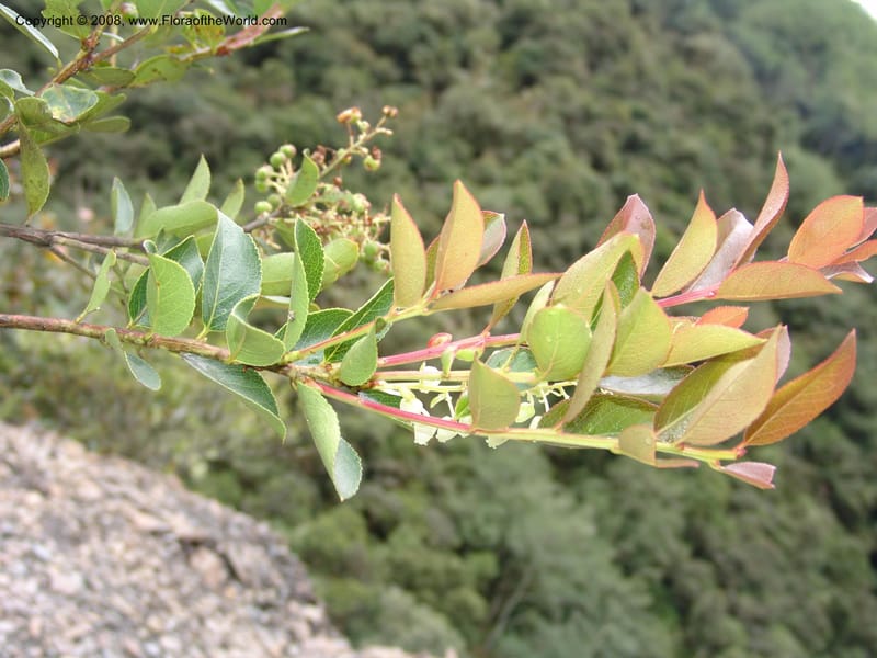 Gaultheria, RVasquez32926--Peru. Prv Pauctb. Rd to Manu NP. 28 Oct 07. 213.jpg