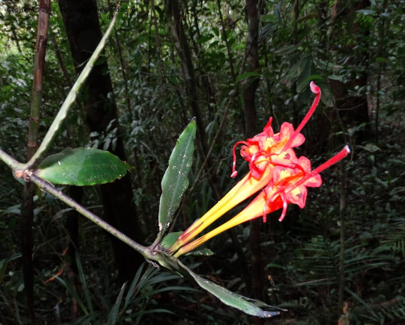 Aeschynanthus, Davidson, C 12736--Sabah. Mt. Kinabalu. Bundu Tuhan Trail. 11 Oct 2014. DSC04153 (39).JPG