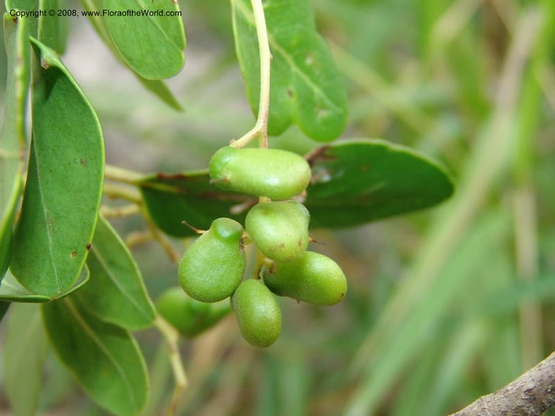 Apodytes dimidiata--So.Africa. E. Cape. Uitenhage Nat. Res. 6 Mch 05. 085.jpg