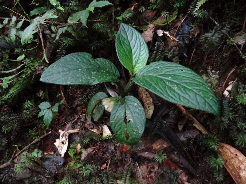Pentaphragma, SAN.153210--Malaysia, Sabah. Mt. Kinabalu. 5 Apr 2012. DSC06767 (197).JPG