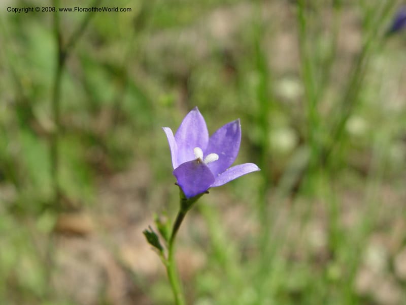 Wahlenbergia--So. Africa. KwaZuluNatal. Rd to Lake Sabaya Lodge.  30 Sep 03. 014.jpg