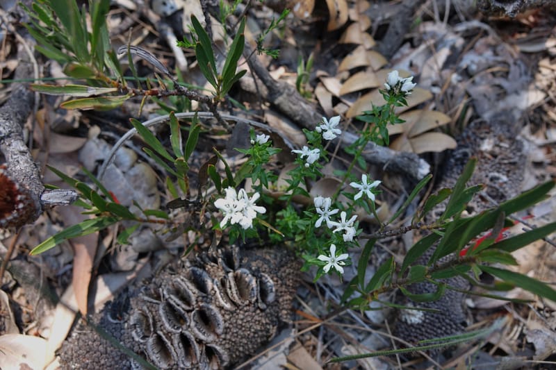 Logania serpyllifolia, Davidson, C 13471--Australia. W.A. Albany Hwy, odom 33.5. 28 Oct 2016. DSC05957 (22).JPG