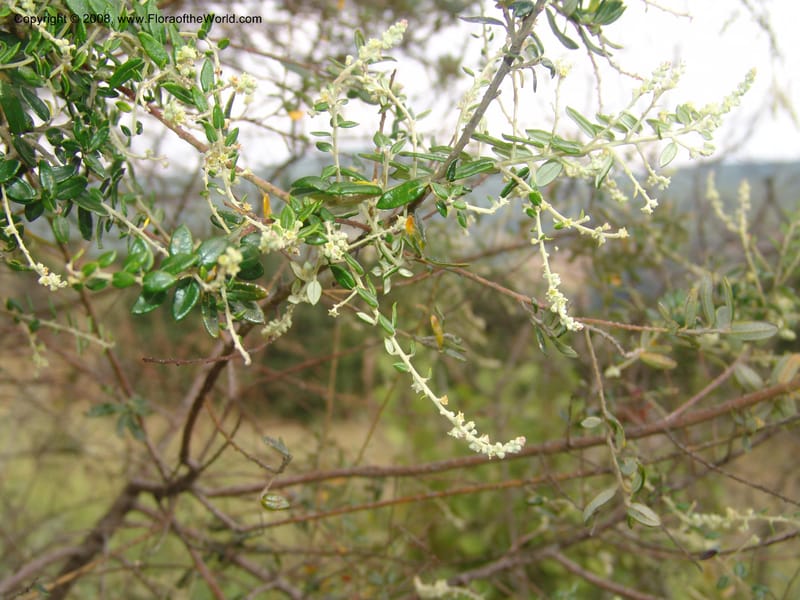 Phylica paniculata--So.Africa. Mpumal. Buffelskloof Private Nat. Res. 17 Mch 05. 033.jpg