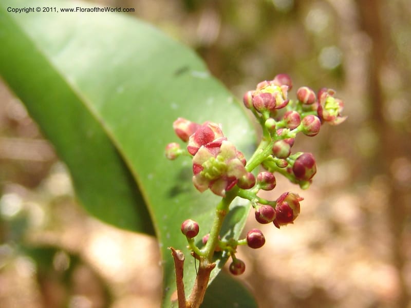 Lepisanthes perrieri, ZRogers1160--Madag. Prov. Antsir. Parc Nat. Ankarana. 10 Nov 06. 139 (17).jpg