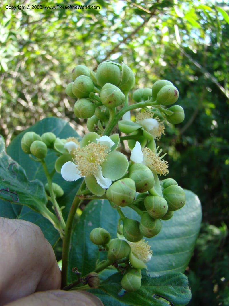 Tetracera billardieri--N.Caled. Parc Zool. & Forest., Noumea. 10 Nov 07. 023.jpg