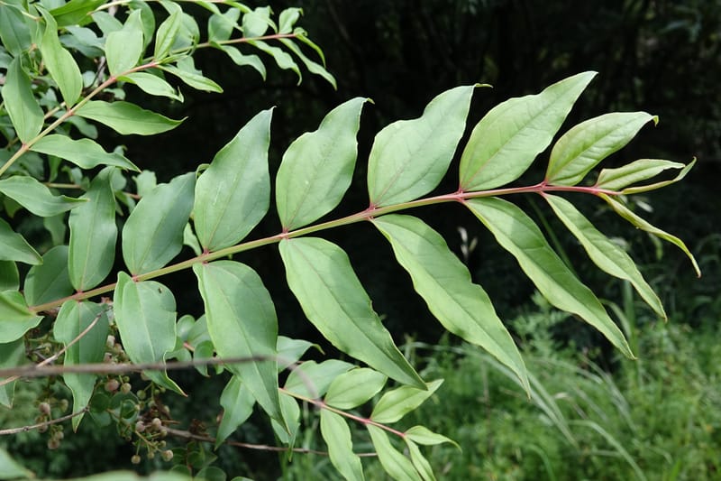 Coriaria japonica, Tseng Yu-Hsin 1320--Taiwan. SW of Nanshan on highway 7. 20 May 2016. DSC03339 (159).JPG