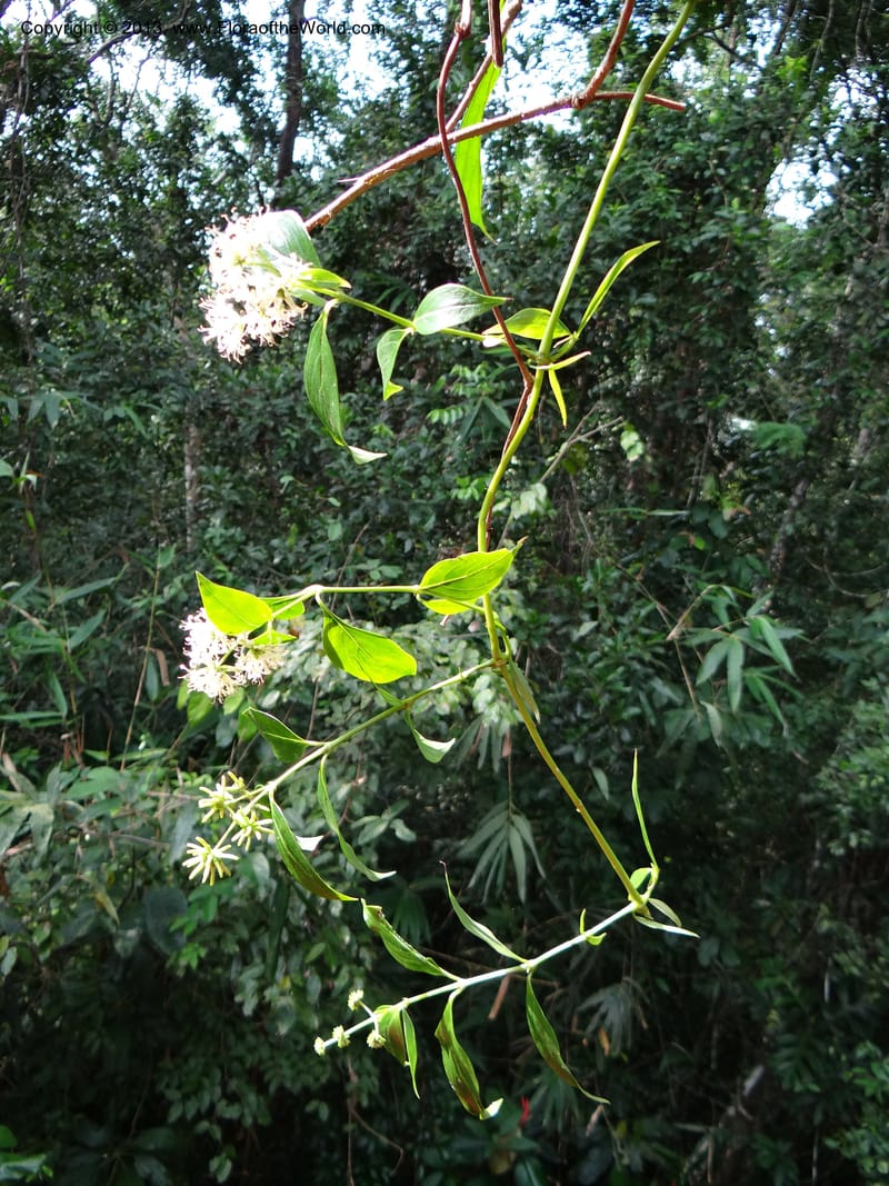 Hedyotis, VC 5667--Thailand. Trang. Peninsula Bot. Gard. Thungkhai. 17 Nov 2012. DSC00231 (15).JPG