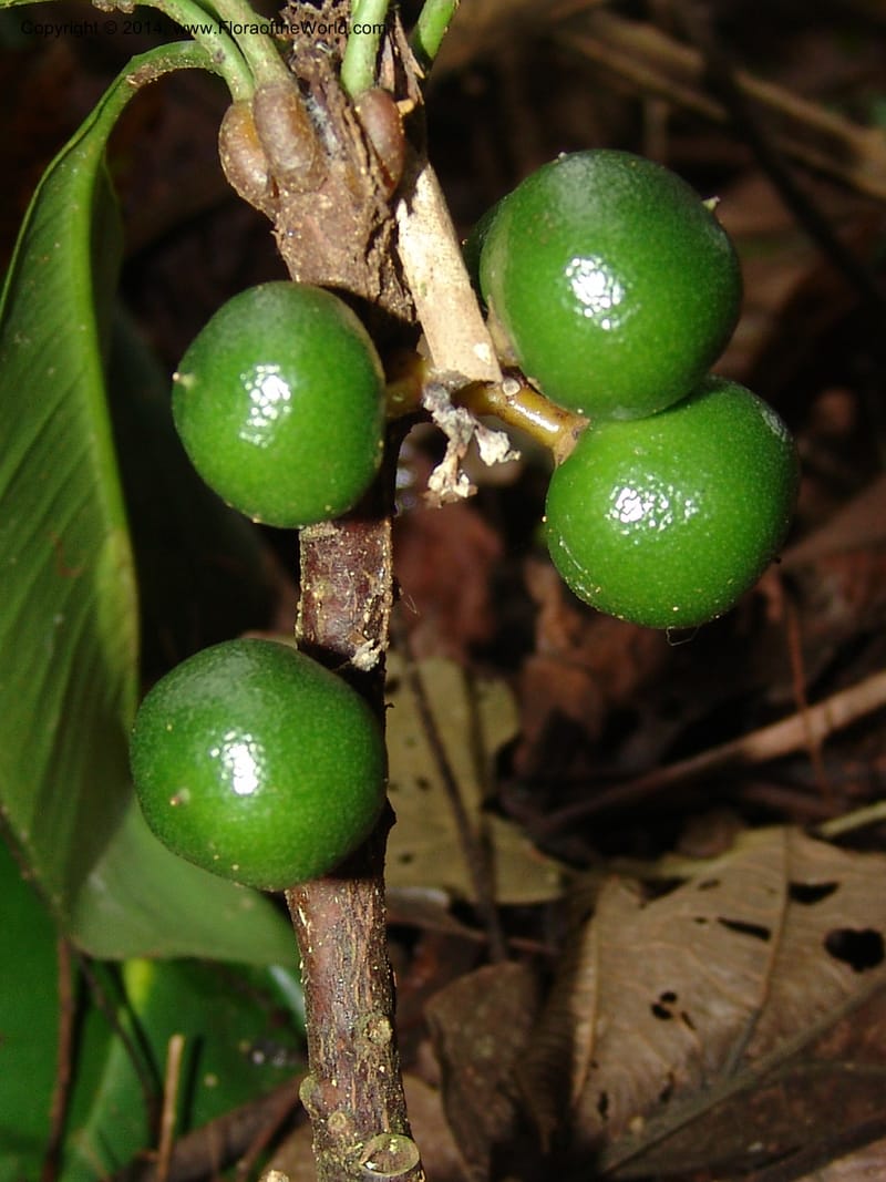Clavija, Farfan 692--Peru. Edo. Madre de Dios. ACEER Res. Ctr. Pan de Arbol Trail. 19 Oct 05. 087 (4).jpg