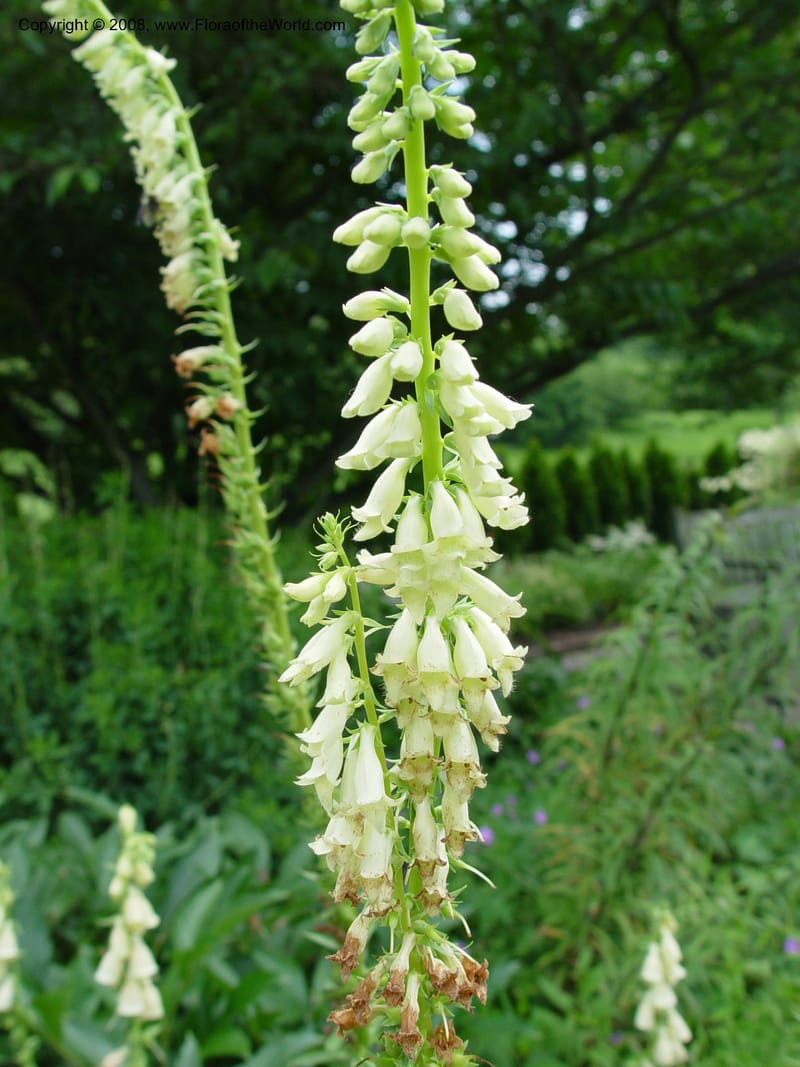 Digitalis lutea--PA. Longwood Gardens. 24 Jun 03. 140.jpg